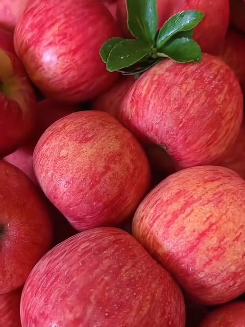 China fuji apple supplier, fuji apple specification